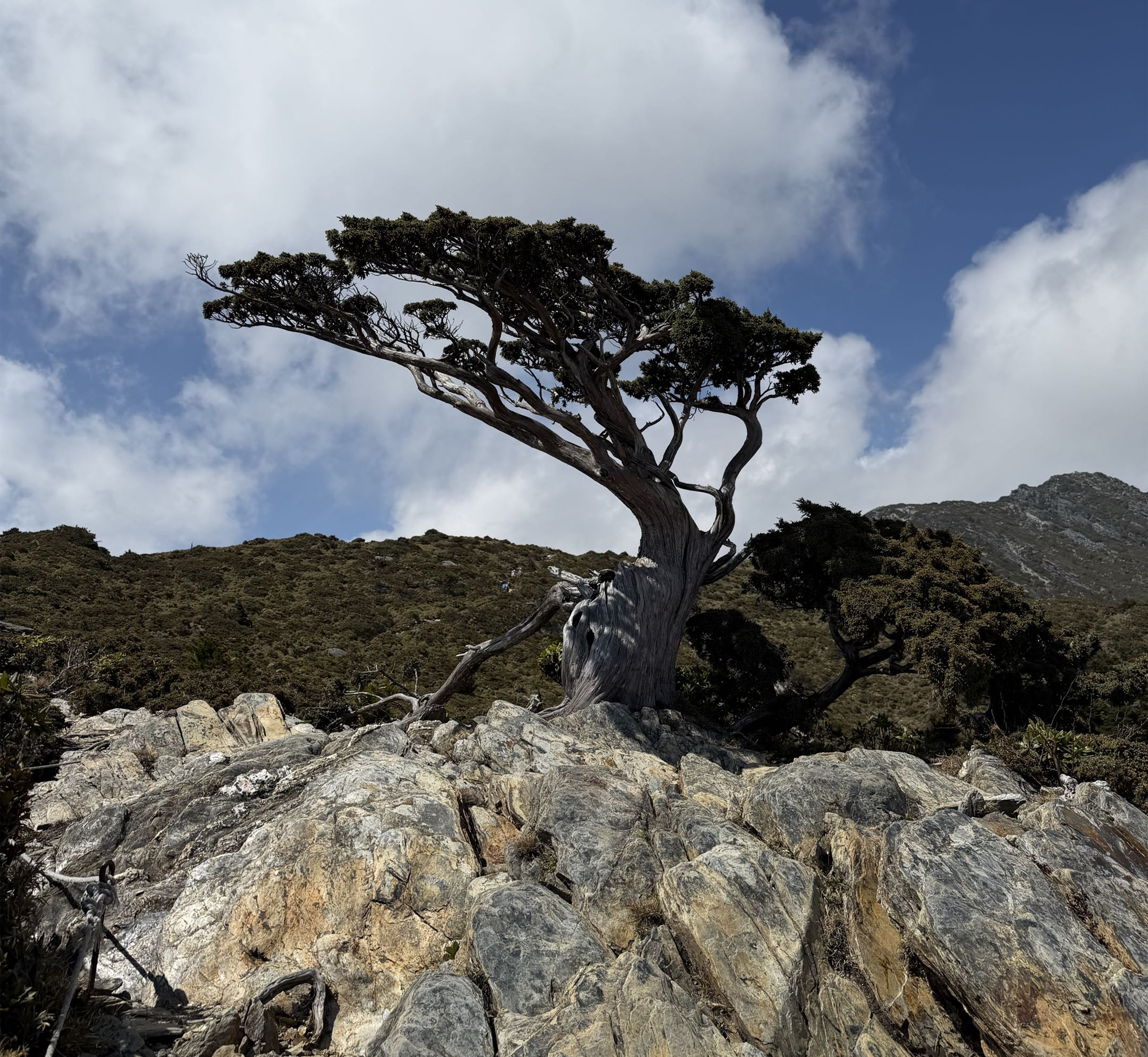 Old alpine tree