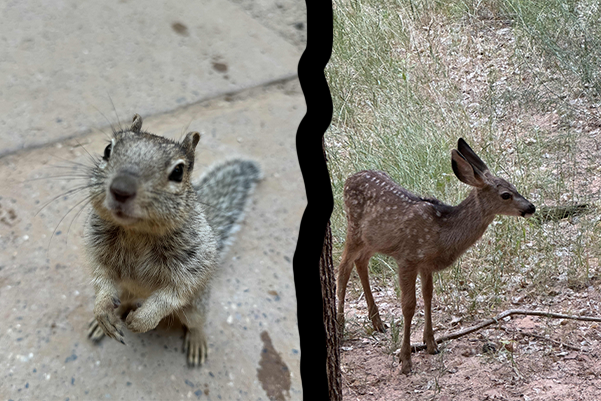 Deer and Squirrel